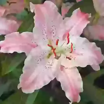 Virtuosa